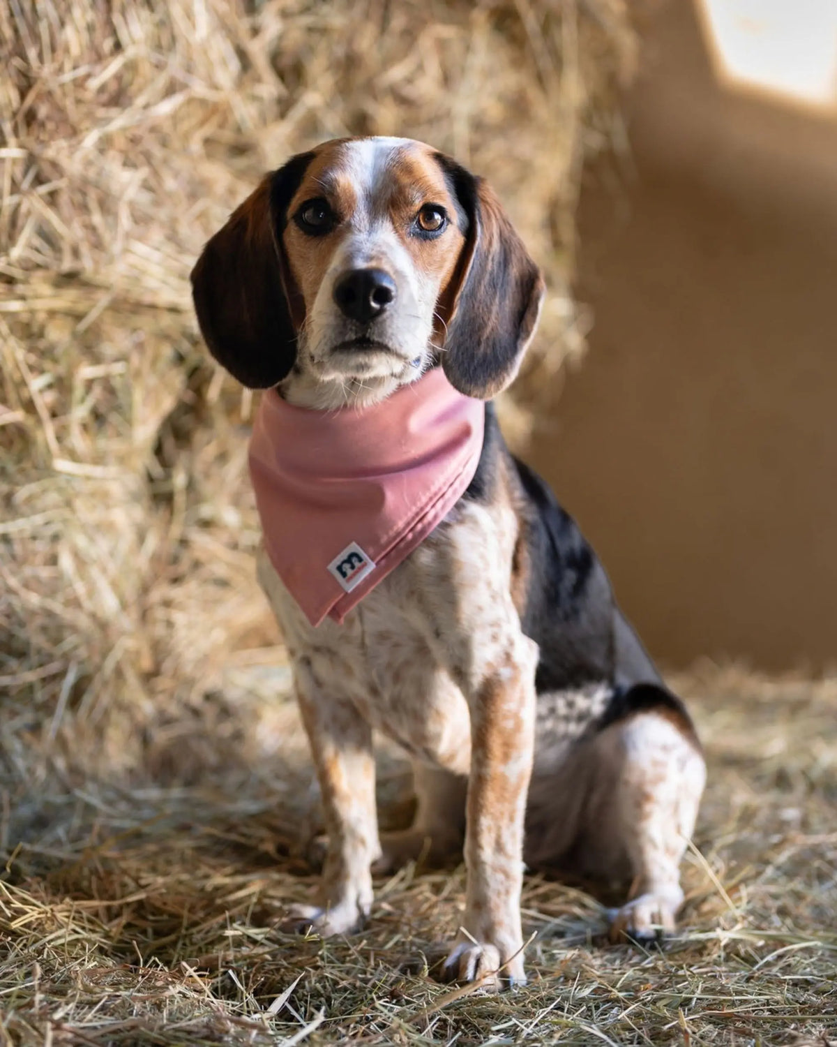 Mondou Dog Scarf