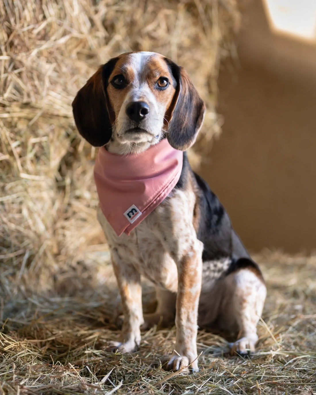 Mondou Dog Scarf