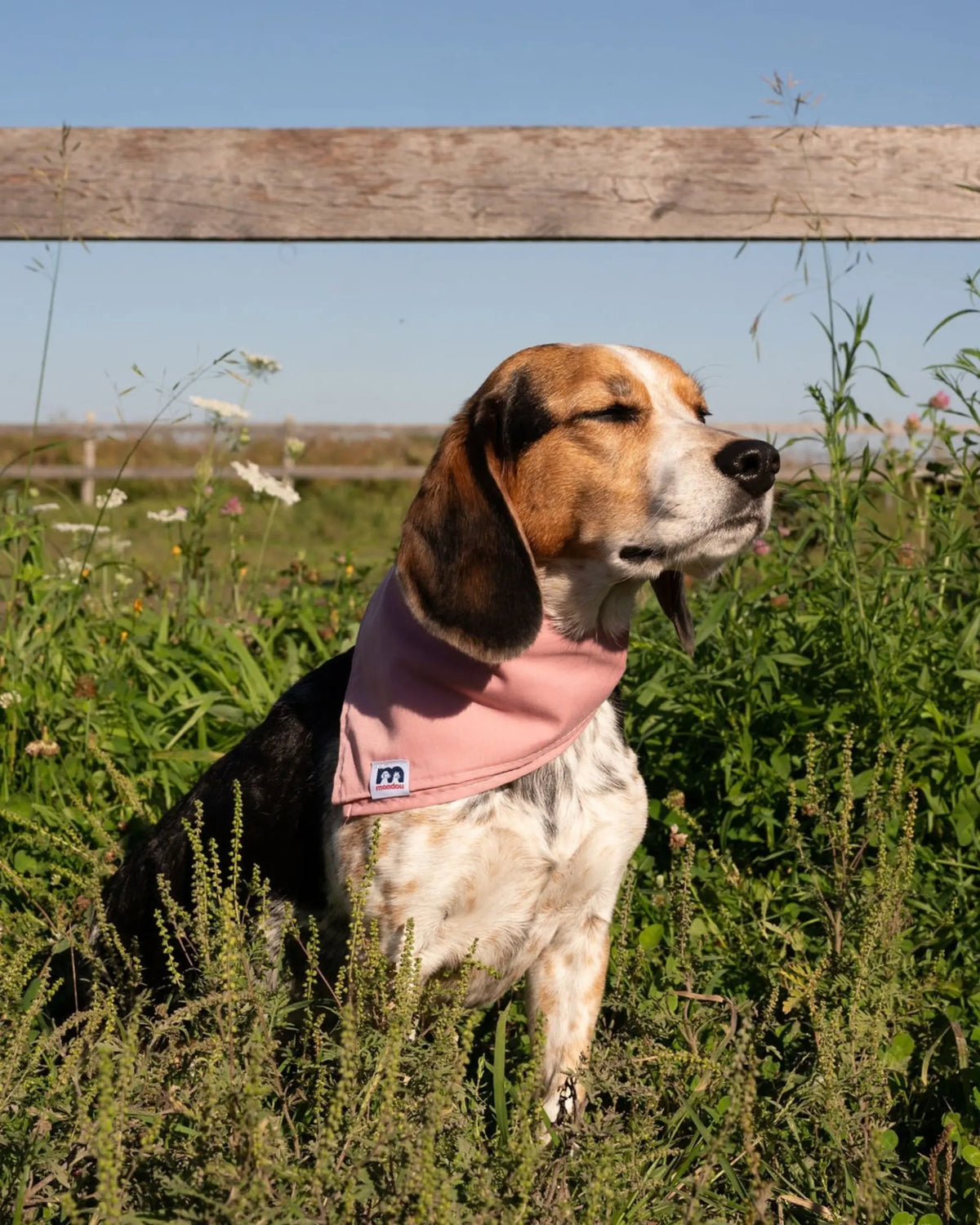 Mondou Dog Scarf